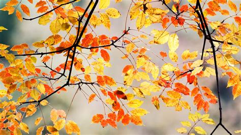 Wallpaper Branches Leaves Autumn Macro Hd Picture Image