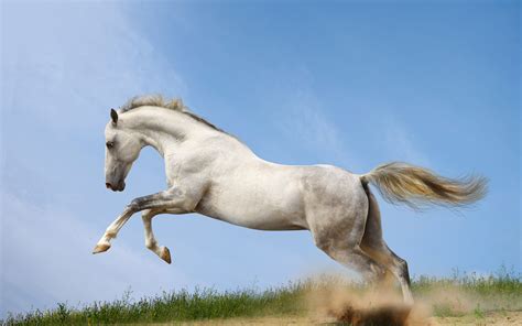 Desktop Wallpapers Horses Run Animals 3840x2400