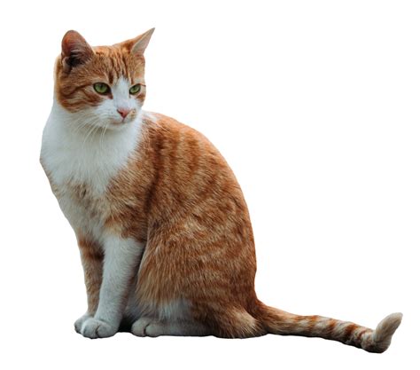Cat Png Images Free Download Pngfre