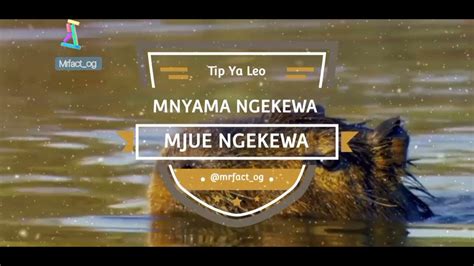 Mfahamu Mnyama Ngekewa Capybara Official Video Youtube