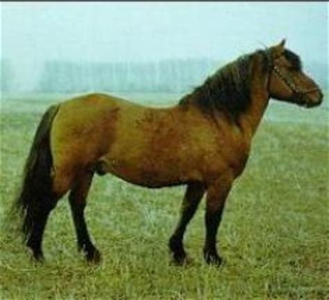 images  south african saddlebreds  hackneys  pinterest rare horses stables