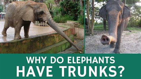 Why Elephants Have Trunks And Awesome Things They Can Be Used For Youtube