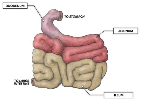 The Small Intestine Part 4 Of The 5 Phases Of Digestion