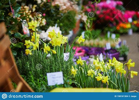 Outdoor Flower Market On A Parisian Street Stock Photo Image Of