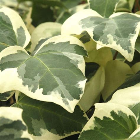 Algerian Ivy plant has leathery, cream colored and green patterned