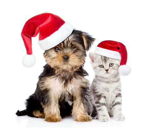 Hd Wallpaper Animal Cat And Dog Christmas Holiday Kitten Puppy