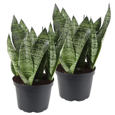 Delray Plants Snake Plant Sansevieria Easy To Grow Live House Plant