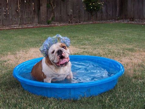 The best description i've heard for french bulldogs coats is this is more exaggerated in the case of french bulldogs with a heavy coat. Dog in shower cap — https://www.facebook.com ...