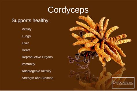 5 Benefits Of Cordyceps For Your Brain And Body