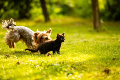 Why Do Dogs Chase Cats 4 Reasons And How To Stop It Pet Keen