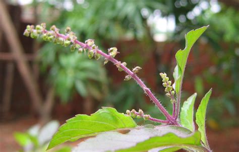 Health Benefits Of Holy Basil Hb Times