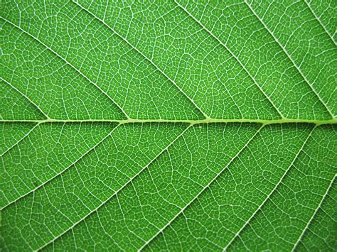 Green Leaf Texture Background Image
