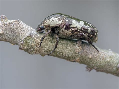 Flower Chafer Beetle Tribe Cetoniini Protaetia Aurichalc Flickr