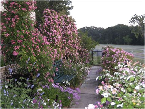 After operating a farm in pleasant springs, roe moved to stoughton, wisconsin in 1888, where he worked as a tobacco dealer. 'Peggy Martin' Rose Awards