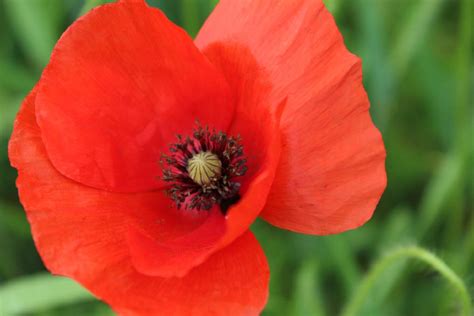 A paper poppy for anzac day. Around the garden | The Examiner