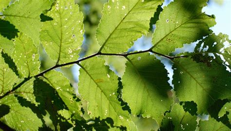Free shipping on orders over $99.99—buy trees online with garden goods direct® today! Fast-Growing Trees in Idaho | Garden Guides