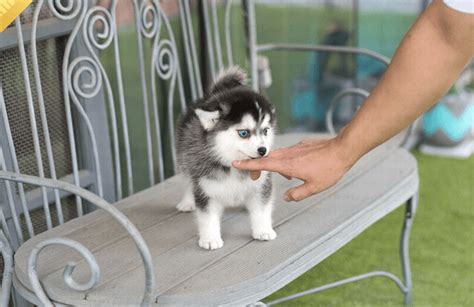 Find pomsky in dogs & puppies for rehoming | 🐶 find dogs and puppies locally for sale or adoption in ontario : Free Pomsky Puppies Near Me - Pets Ideas