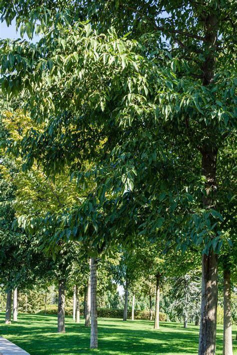 12 Species Of Alder Trees For Your Yard