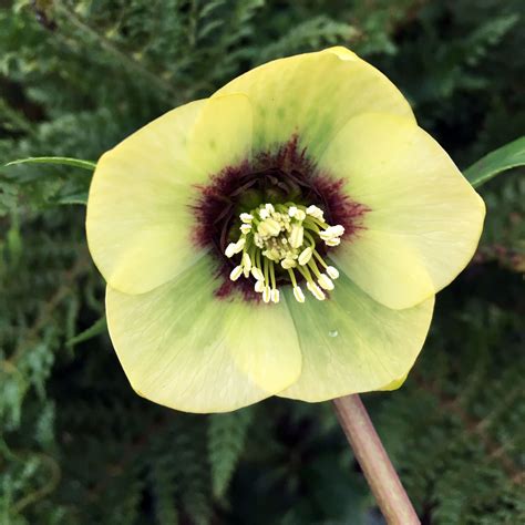 Hellebore The Beautiful Winter Flower — Seattles Favorite Garden