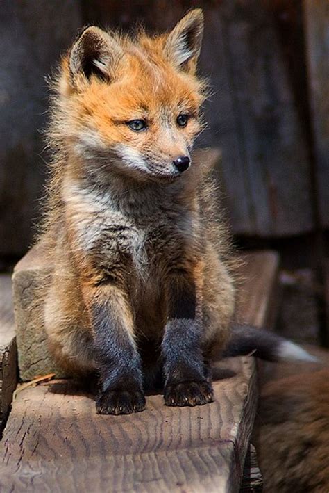 609 Best Images About Red Fox On Pinterest