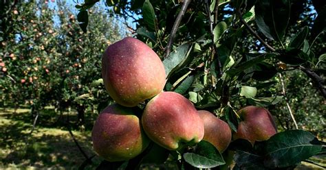 Jammu And Kashmir To Set Up High Density Fruit Orchards On 5500
