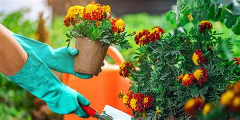 They can reach a weight of about 14.0 kg. How To Grow Marigold Plant From Dried Flower In Hindi