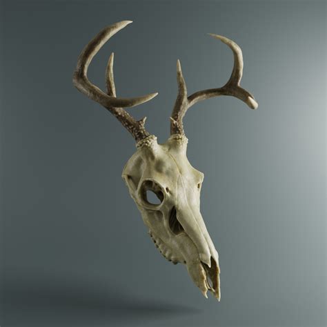 3d Deer Skull Turbosquid 1340885