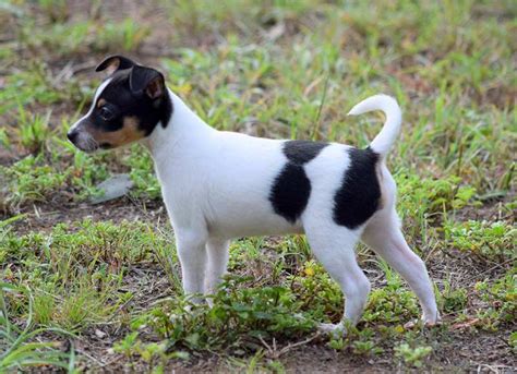 Miniature Fox Terrier Dog Breed Profile Personality Facts