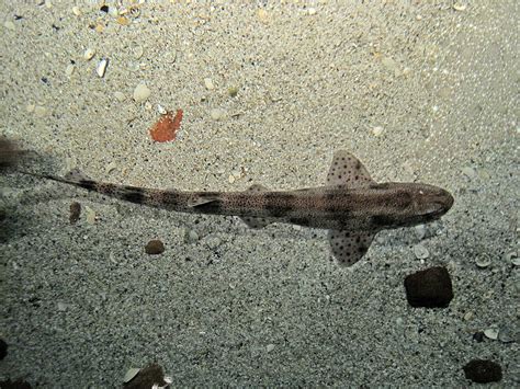 Small Spotted Catshark Scyliorhinus Canicula Image Free Stock Photo