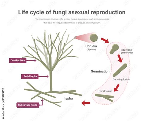 Asexual Reproduction In Penicillium Life Cycle Of Fungi Isolated On