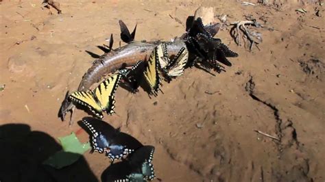 Carnivorous Scavenger Butterflies Eat A Fish Puddling Youtube