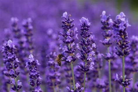 Lavender plants, once established, will bloom year after year, attracting pollinators to your garden and producing a useful material for crafts, cooking and more. Lavender Allergy in Cats - Symptoms, Causes, Diagnosis ...