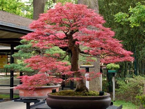 If the leaves on your bonsai tree are gradually wilting and turning yellow, reduce the amount of water that you give your tree. 22 Best Trees For Bonsai And How To Care For Them ...