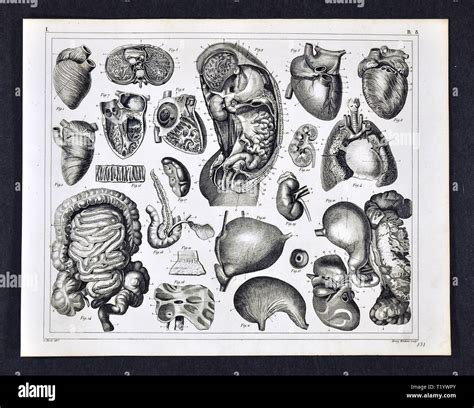Illustrazione Medica Di Anatomia Umana Che Mostra Il Cuore