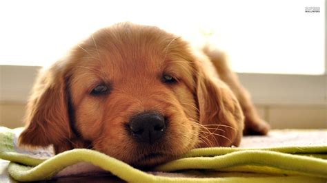 Smiley the golden retriever by happy tails pet photography. Golden Retriever Wallpaper (77+ images)