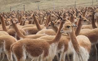 Eine lama art , siehe vikunja eine stadt in chile , siehe vicuña ( chile ) vicuña ist der familienname folgender personen: La vicuña en peligro por caza y descuido | Diario Correo