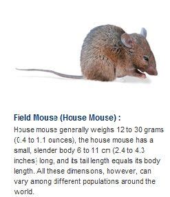 Field mouse has a body that is covered with a layer of fur; Field mice - ACT Termite can help get rid of them! | Field ...