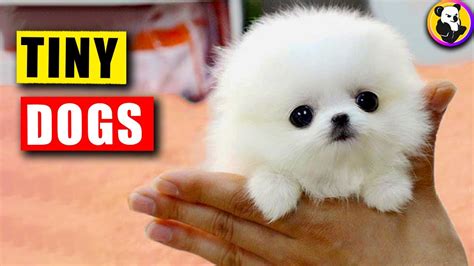 Bite Sized Best Friends Top 10 Smallest Dog Breeds Youtube