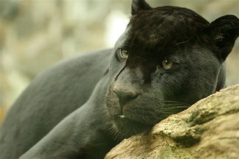 Black Jaguar | Gratis stock foto's - Rgbstock - gratis afbeeldingen