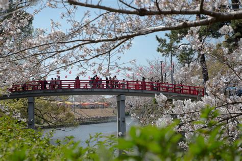 15 Best Cherry Blossom Spots In Aichi Kawaii Aichi Travel To Aichi
