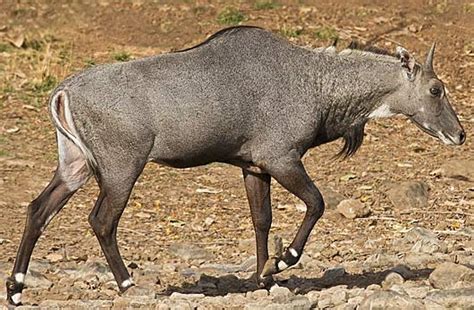 Belgian blue cattle farm animals animals and pets gado leiteiro bull cow beef cattle bullen bull riding mundo animal. Nilgai - Blue Bull of India | Animal Pictures and Facts ...