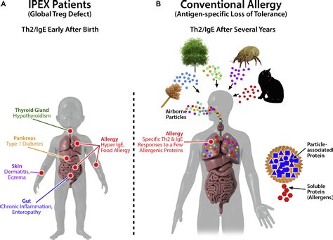 The Effect Of Regulatory T Cells On Tolerance To Airborne Allergens And