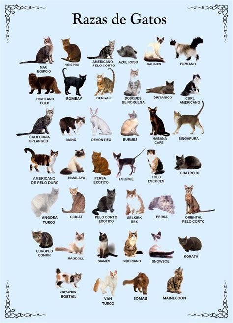 Razas De Gatos Caracter Y Caracteristicas De Los Gatos Dogalize