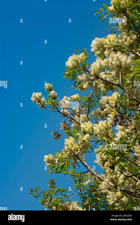 Manna Ash Tree Fraxinus Ornus Blooming Stock Photo Alamy