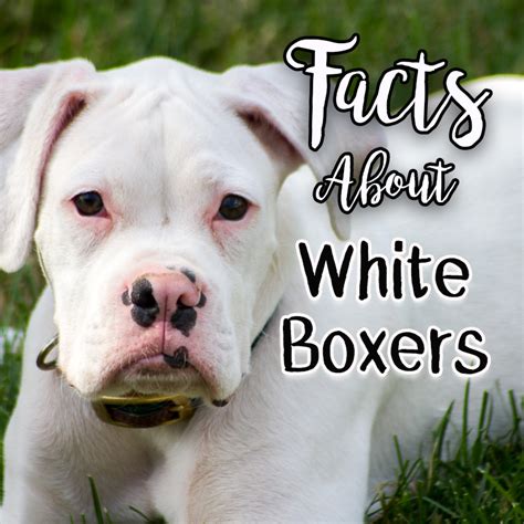 White Boxer Dogs Itsaboxerdogslife