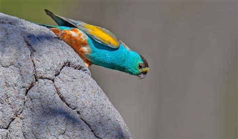 Golden Shouldered Parrot Alwal Bush Heritage Australia