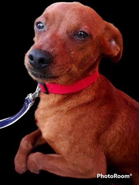 Jude 1 Year Old Male Miniature Pinscher Available For Adoption