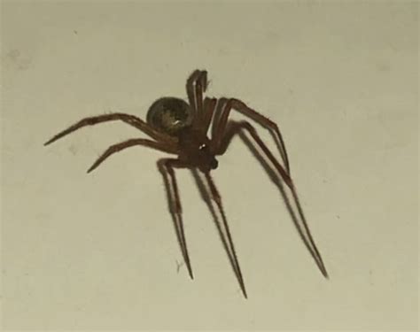 Male Parasteatoda Tepidariorum Common House Spider In Covington