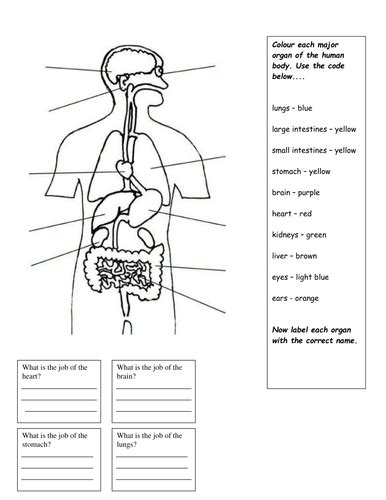 Internal Organs Worksheet Teaching Resources