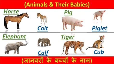 Top 142 Baby Animals In Hindi